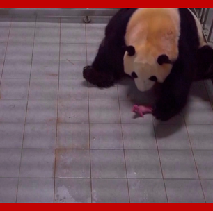 Zoológico sul-coreano anuncia os primeiros pandas gigantes gêmeos nascidos no país