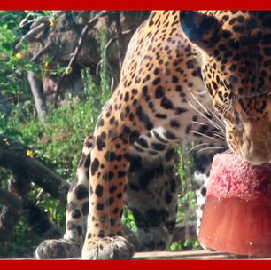 Onça-pintada ganha 'picolé' de sangue para se refrescar em meio à onda de calor nos EUA