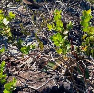 Como é a nova espécie de planta parente das azeitonas encontradaa casa de apostaMinas