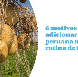 Para que serve maca peruana? Conheça o superalimento