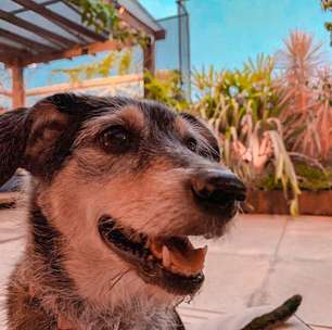 Com saúde frágil aos 14 anos, Estopinha volta à clínica e Dr. Pet cancela live