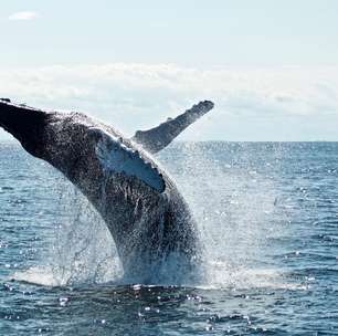 Homem morre após baleia colidir com barco de pesca na Austrália