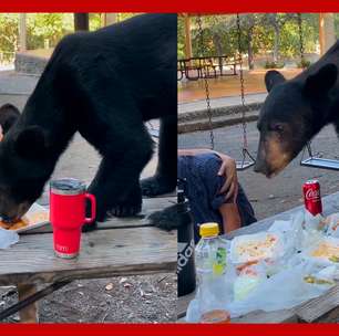 Urso interrompe piquenique e devora toda a comida de família no México