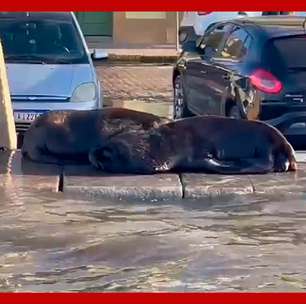 Temporal leva leões-marinhos para o asfalto em cidade do Rio Grande do Sul
