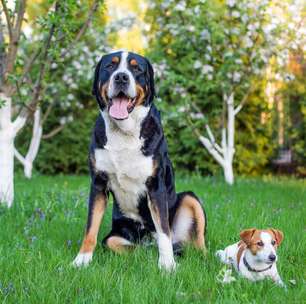 10 mitos comuns sobre os cachorros