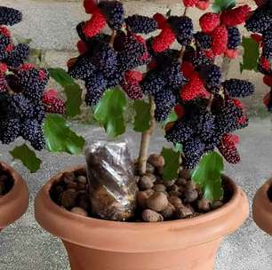 Como plantar amora em vaso e ter essa frutinha deliciosa sempre à mão seja em casa ou em apartamento
