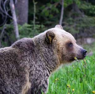 Japão anuncia contratação de caçadores após recorde de ataques de ursos; 12 pessoas já morreram