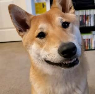 Cachorro vai participar de torneio de speedrun