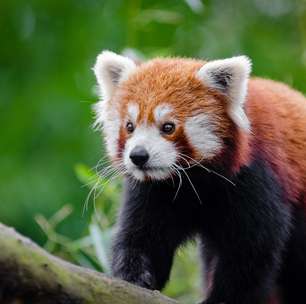 Conheça o Panda-Vermelho: Espécie marcou presença em produções da Disney