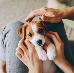 7 dicas para deixar o seu cachorro mais feliz