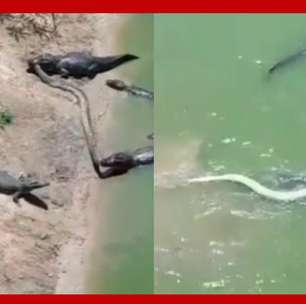 Jacarés lutam por sucuri gigante em lago no Pantanal