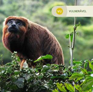 Espécie de macaco extinta há mais de 200 anos em Florianópolis será reintroduzida ao município