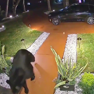 Urso é flagrado 'roubando' comida de delivery deixada na porta de casa nos EUA; vídeo