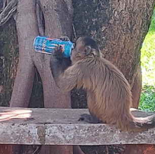 Macaco é flagrado 'bebendo' energético em universidade de Goiânia e foto viraliza