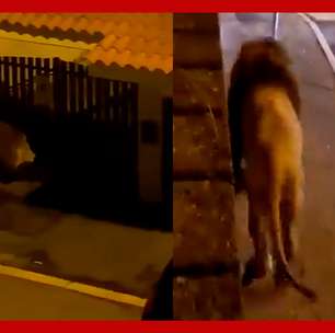 Leão é capturado após fugir de circo e 'passear' por ruas de cidade na Itália