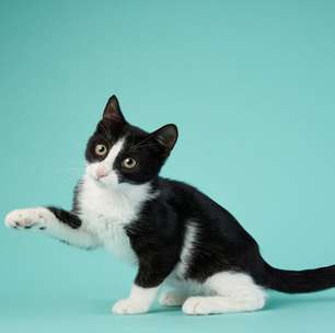10 ideias de nomes para gatos preto e branco