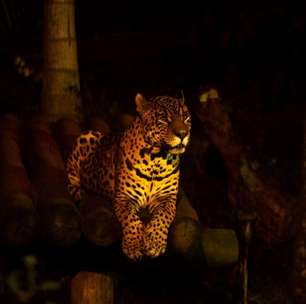 "Noite Animal"! Tradicional passeio noturno no Zoológico de São Paulo agora acontece no segundo sábado do mês