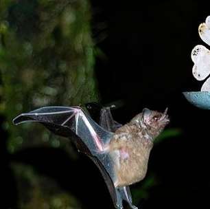 13 fatos curiosos sobre os morcegos