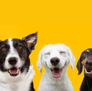 12 nomes para cachorro inspirados em comidas