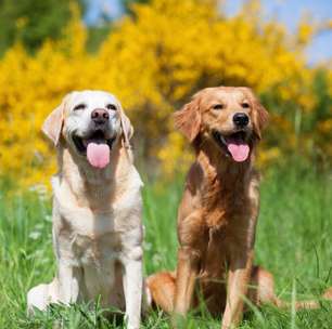 10 diferenças entre o labrador e o golden retriever