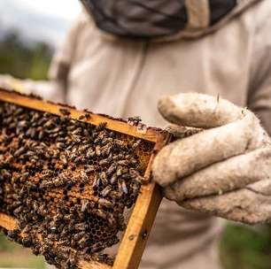 Métodos atuais de apicultura podem causar sofrimento às abelhas