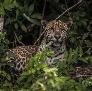Dentista que caçava animais em extinção no Acre é condenado a pagar R$ 429 mil