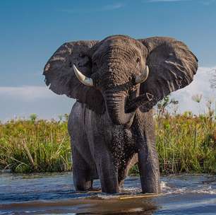 Curiosidades sobre o elefante: selvagem amado pelas crianças