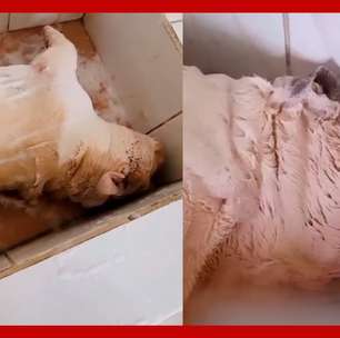 Cachorro 'dorminhoco' viraliza ao tirar cochilo durante banho no pet shop