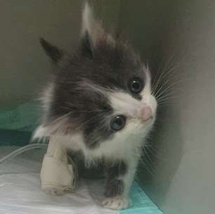 Jornalista com medo de gatos resgata e adota filhote com doença cerebral