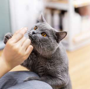 10 cheiros que os gatos odeiam