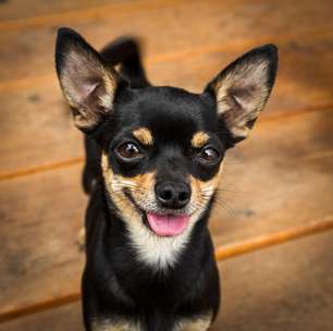 8 diferenças entre as raças pinscher e chihuahua