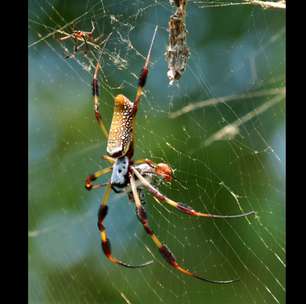 Aranhas gigantes chegam "voando" aos EUA e alertam especialistas