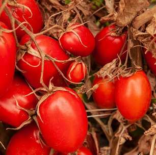 Presidente da Assembleia acolhe sugestão de cidadão e propõe título de capital do tomate para Goianápolis