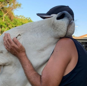 Filhote de boi Nelore abandonado é salvo de ser comido vivo por urubus