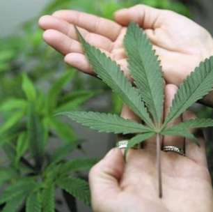 Anvisa propõe regras para produção de cannabis medicinal no Brasil