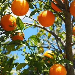 Governo de SP lança campanha de combate ao Greening, praga que atinge pomar de laranja