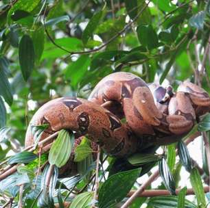Pequenos biólogos! Parque da Ciência do Butantan tem museu com exposição de escorpiões, serpentário e trilhas na natureza