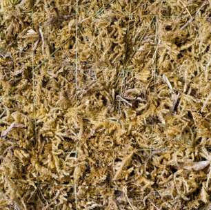 Ministério da Agriculutra estabelece exigências para a importação de musgo de esfagno produzido no Chile