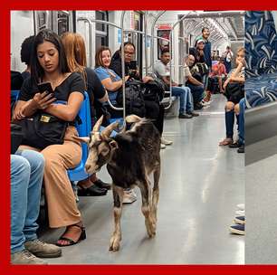 Bode é flagrado dentro de trem em São Paulo