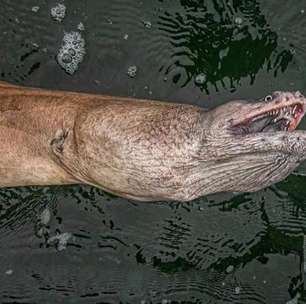 Criatura pescada na Austrália assusta internautas e provoca debate: 'Filme de terror'