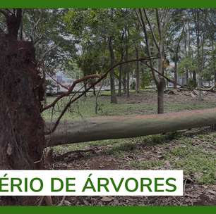 A morte de mais de 100 árvores no Parque Ibirapuera