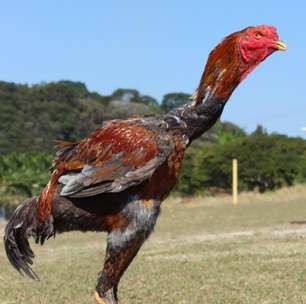 Raça gigante de galos e galinhas tem ovos de R$ 1 mil (a dúzia!)