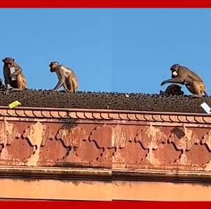 Macaco rouba iPhone e exige suborno para devolver aparelho