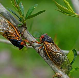 Estados Unidos aguardam por 'apocalipse das cigarras', fenômeno que deve infestar ruas do país