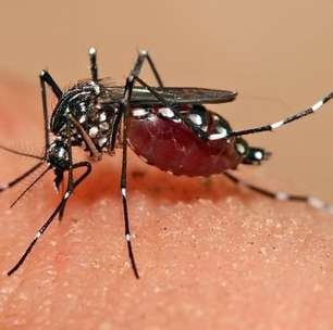 Niterói impressiona ao usar o próprio mosquito no combate à dengue