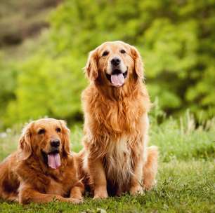 12 raças de cachorro que não latem muito