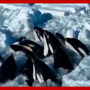 Orcas são flagradas presas em bloco de gelo na costa de Hokkaido, no Japão