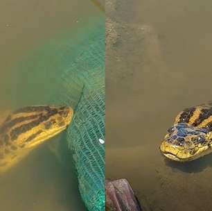 Sucuri amarela apelidada de 'Joaninha' é vista em 'banho de sol' no Pantanal
