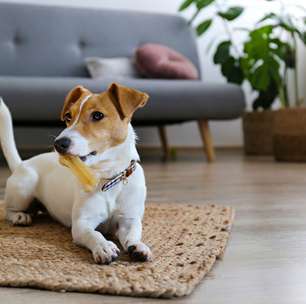 5 dicas para uma boa convivência com cachorro em apartamento