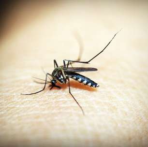 Mitos e verdades sobre dengue: o mosquito pica mais de dia? Ele tem cor diferente?